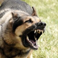 dog bite injury attorney in louisville ky dog bite injury attorney in louisville ky